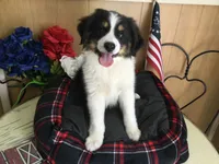 Happy, a male Australian Shepherd for sale in Clare, MI – 10 of 10