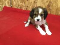 Tennessee, a male Cavapoo for sale in Clare, MI – 3 of 10