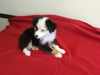 Sky’s Toy Female, a female Miniature Australian Shepherd for sale in Clare, MI – 3 of 8