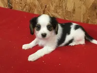 Tess, a female Cavapoo for sale in Clare, MI – 2 of 9