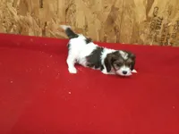 Tennessee, a male Cavapoo for sale in Clare, MI – 7 of 10