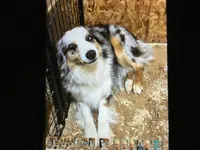 Sissy, a female Australian Shepherd for sale in Clare, MI – Photo 2 of 3