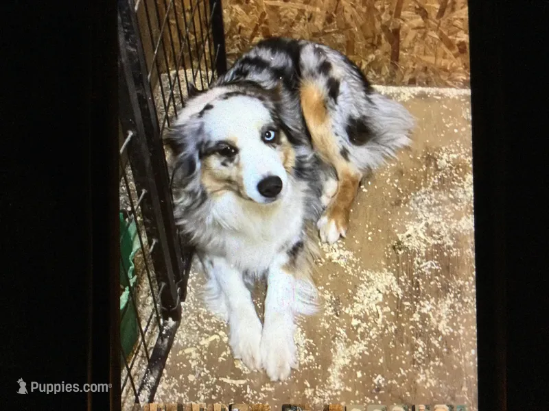 Sissy, a female Australian Shepherd for sale in Clare, MI – Photo 1 of 3