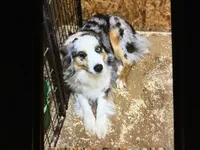 Sissy, a female Australian Shepherd for sale in Clare, MI – Photo 1 of 3