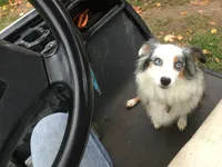 Sissy, a female Australian Shepherd for sale in Clare, MI – Photo 3 of 3