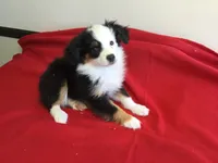 Sky, a female Miniature Australian Shepherd for sale in Clare, MI – 10 of 10
