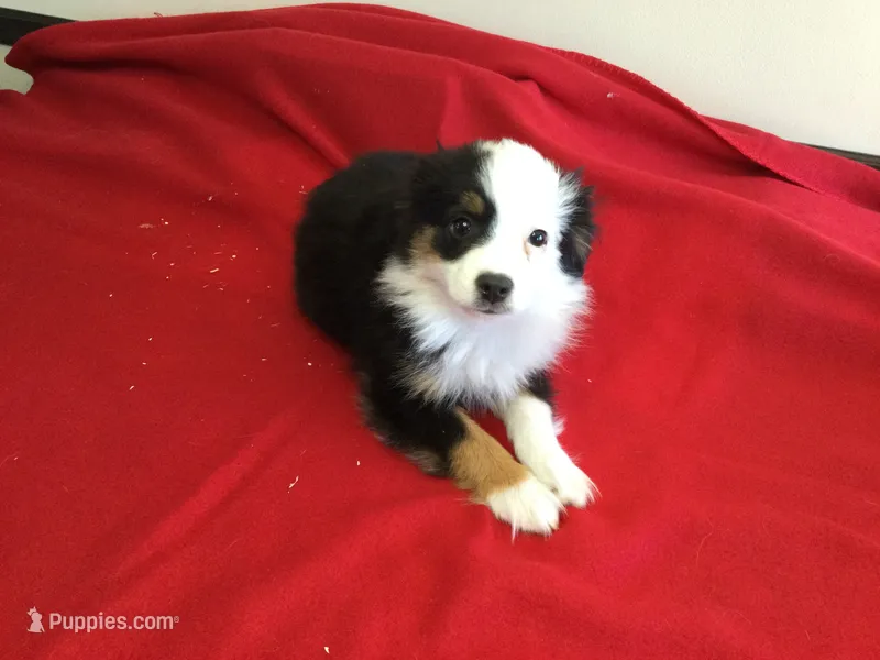 Sky’s Toy Female – Miniature Australian Shepherd puppy for sale in Clare, MI