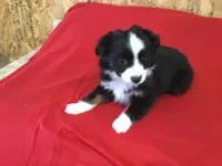 Daisy. (Pending), a female Miniature Australian Shepherd for sale in Clare, MI – Photo 5 of 8