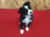 Daisy. (Pending), a female Miniature Australian Shepherd for sale in Clare, MI – Photo 6 of 8