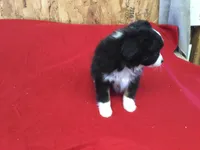 Daisy. (Pending), a female Miniature Australian Shepherd for sale in Clare, MI – Photo 3 of 8