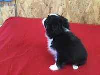 Daisy. (Pending), a female Miniature Australian Shepherd for sale in Clare, MI – Photo 2 of 8