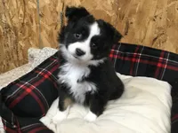 Daisy. (Pending), a female Miniature Australian Shepherd for sale in Clare, MI – Photo 7 of 8