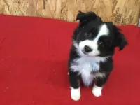 Daisy. (Pending), a female Miniature Australian Shepherd for sale in Clare, MI – Photo 4 of 8