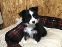 Daisy. (Pending), a female Miniature Australian Shepherd for sale in Clare, MI – Photo 8 of 8
