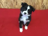 Daisy. (Pending), a female Miniature Australian Shepherd for sale in Clare, MI – Photo 1 of 8