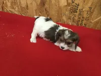 Tennessee, a male Cavapoo for sale in Clare, MI – 10 of 10
