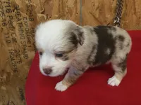 Jessica, a female Miniature Australian Shepherd for sale in Clare, MI – 3 of 8