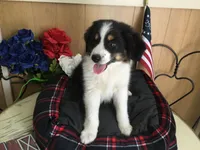 Happy, a male Australian Shepherd for sale in Clare, MI – 4 of 10