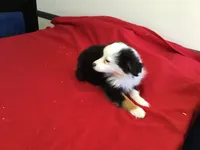 Sky’s Toy Female, a female Miniature Australian Shepherd for sale in Clare, MI – 6 of 8