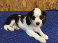 Tilly, a female Cavapoo for sale in Clare, MI – 2 of 9