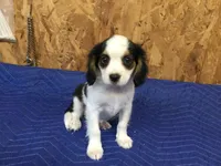 Tilly, a female Cavapoo for sale in Clare, MI – 5 of 9