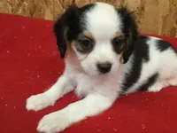 Tess, a female Cavapoo for sale in Clare, MI – 8 of 9