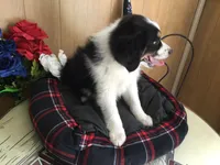Happy, a male Australian Shepherd for sale in Clare, MI – 9 of 10