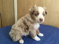 Romeo, a male Miniature Australian Shepherd for sale in Clare, MI – 8 of 8