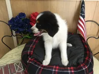 Happy, a male Australian Shepherd for sale in Clare, MI – 8 of 10