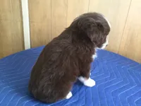 Rudty, a male Miniature Australian Shepherd for sale in Clare, MI – 4 of 6
