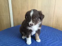 Rudty, a male Miniature Australian Shepherd for sale in Clare, MI – 5 of 6