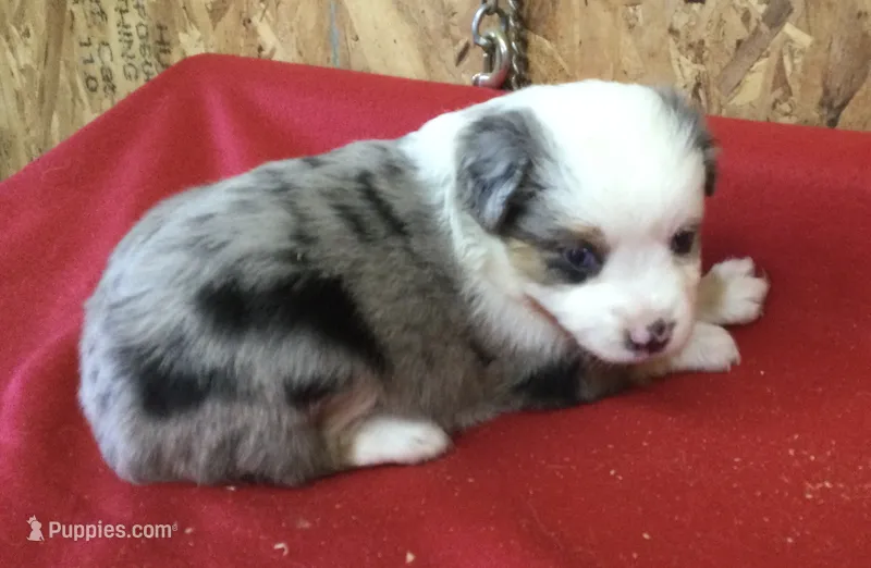 Jasmine – Miniature Australian Shepherd puppy for sale in Clare, MI