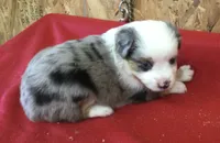 Jasmine, a female Miniature Australian Shepherd for sale in Clare, MI – 1 of 7