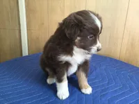 Rudty, a male Miniature Australian Shepherd for sale in Clare, MI – 6 of 6