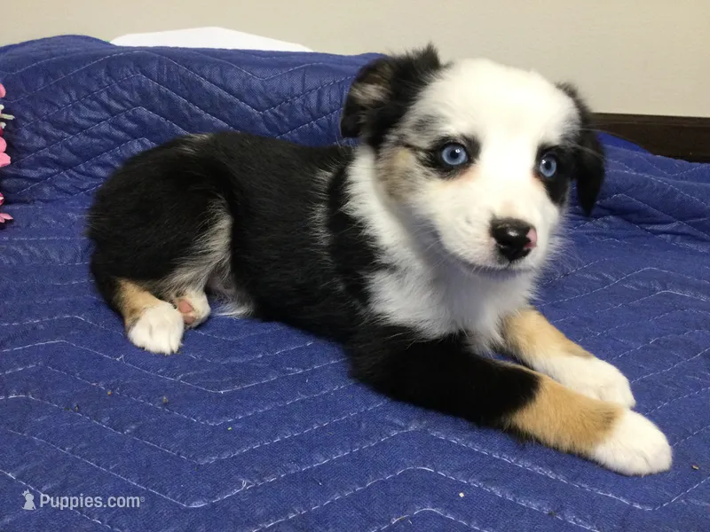 Jazzy – Miniature Australian Shepherd puppy for sale in Clare, MI