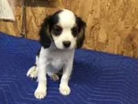 Tilly, a female Cavapoo for sale in Clare, MI – 9 of 9