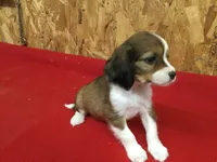 Tennessee, a male Cavapoo for sale in Clare, MI – 9 of 10
