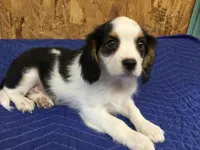 Tilly, a female Cavapoo for sale in Clare, MI – 8 of 9