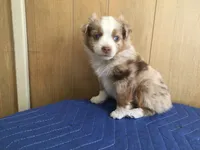 Romeo, a male Miniature Australian Shepherd for sale in Clare, MI – 6 of 8