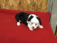 Moon, a female Cavalier King Charles Spaniel for sale in Clare, MI – Photo 1 of 5