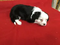 Moon, a female Cavalier King Charles Spaniel for sale in Clare, MI – Photo 5 of 5