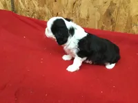 Moon, a female Cavalier King Charles Spaniel for sale in Clare, MI – Photo 2 of 5