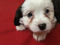 Moon, a female Cavalier King Charles Spaniel for sale in Clare, MI – Photo 3 of 5