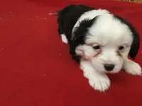 Moon, a female Cavalier King Charles Spaniel for sale in Clare, MI – Photo 4 of 5