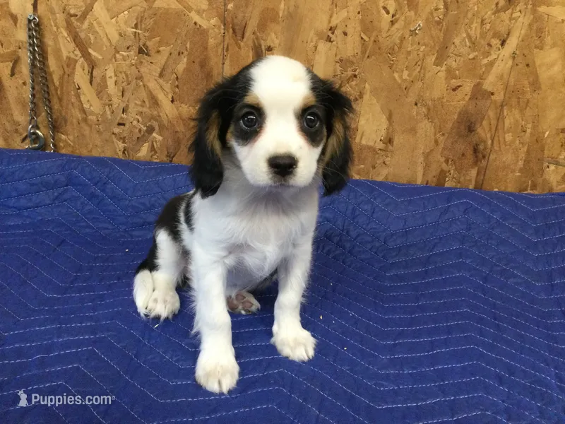 Tilly – Cavapoo puppy for sale in Clare, MI