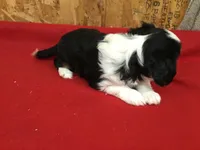 Micky, a male Cavalier King Charles Spaniel for sale in Clare, MI – Photo 7 of 7