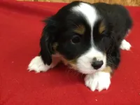 Micky, a male Cavalier King Charles Spaniel for sale in Clare, MI – Photo 6 of 7