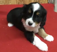 Micky, a male Cavalier King Charles Spaniel for sale in Clare, MI – Photo 3 of 7