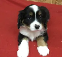 Micky, a male Cavalier King Charles Spaniel for sale in Clare, MI – Photo 5 of 7