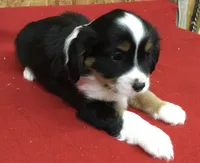 Micky, a male Cavalier King Charles Spaniel for sale in Clare, MI – Photo 4 of 7